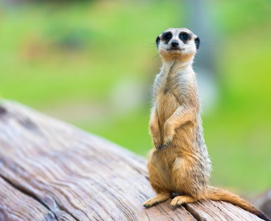 Meerkat standing on a wooden object