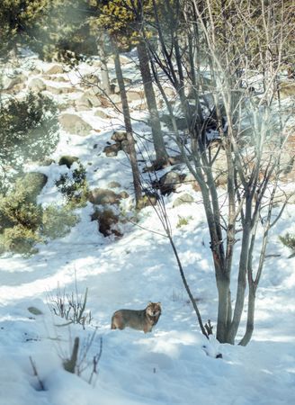 Wolf on hill near stones and snow