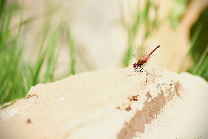 Red dragonfly perched on brown rock during daytime