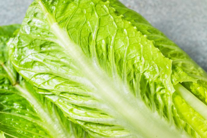Organic Green Romaine Lettuce Head