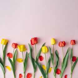 Red and yellow tulip flowers and leaves on pastel pink background