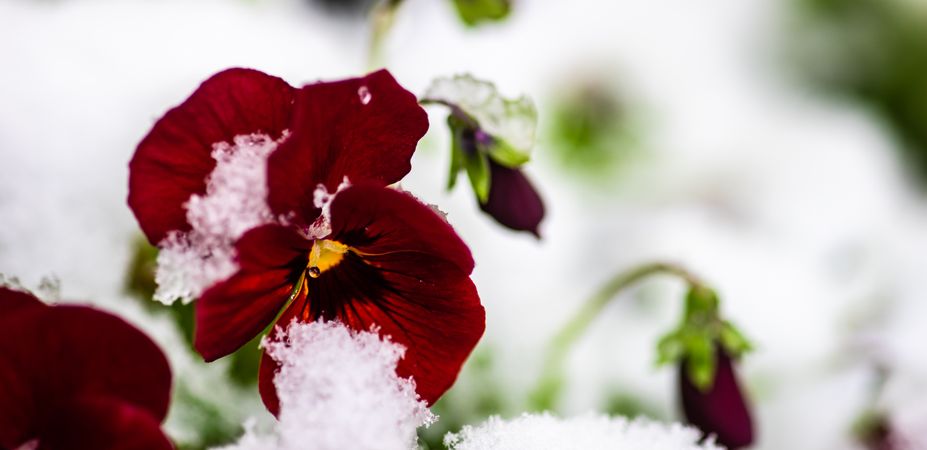 Tricolor viola flowers in a garden with scattering of snow