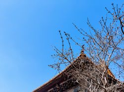 The corner of a temple roof, adorned with intricate details, is overlaid by the bare branches of a leafless tree, set under the clear blue sky during the early spring season