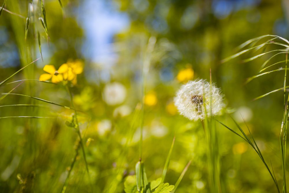 Close up of dandelion and blades of grass