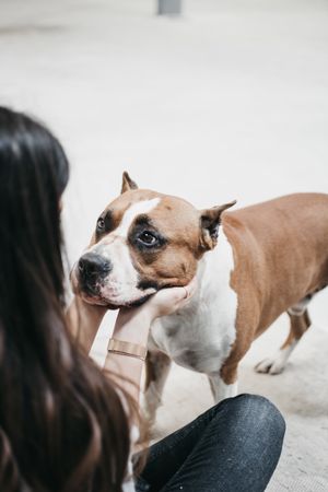 Young woman playing with adult beautiful domestic dog