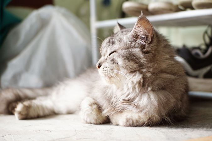 A cat is lying on the floor with eyes closed