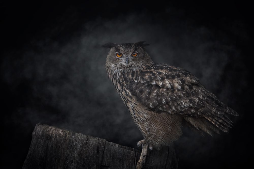 Grey owl standing on tree