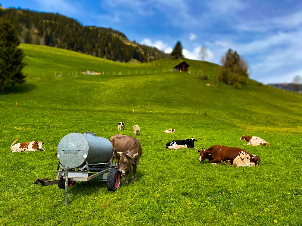 Simmental cows at rest, Rougemont, Switzerland