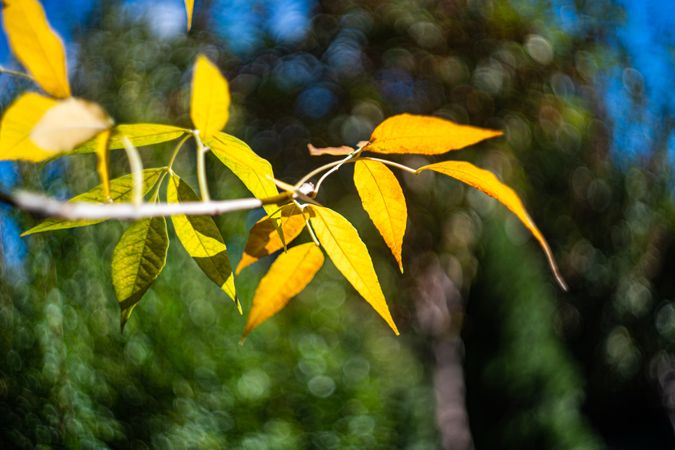 Autumnal green and yellow leaves
