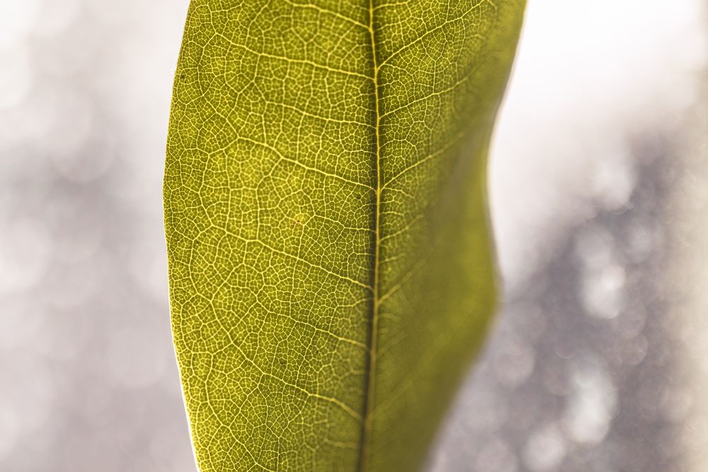 Close up of green leaf texture