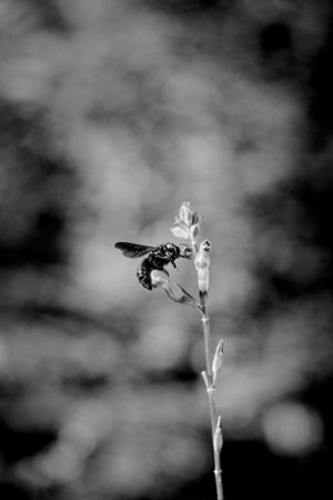 Side view of carpenter bee on small flower