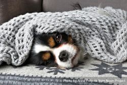 Cavalier Spaniel wrapped in a blanket and winter pattern 0JPLn4