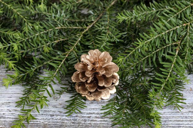 Close up of a gold pinecone ornament with real fir branches on rustic wood for the Christmas or New Year holiday background