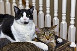 Two cats snuggling close at home