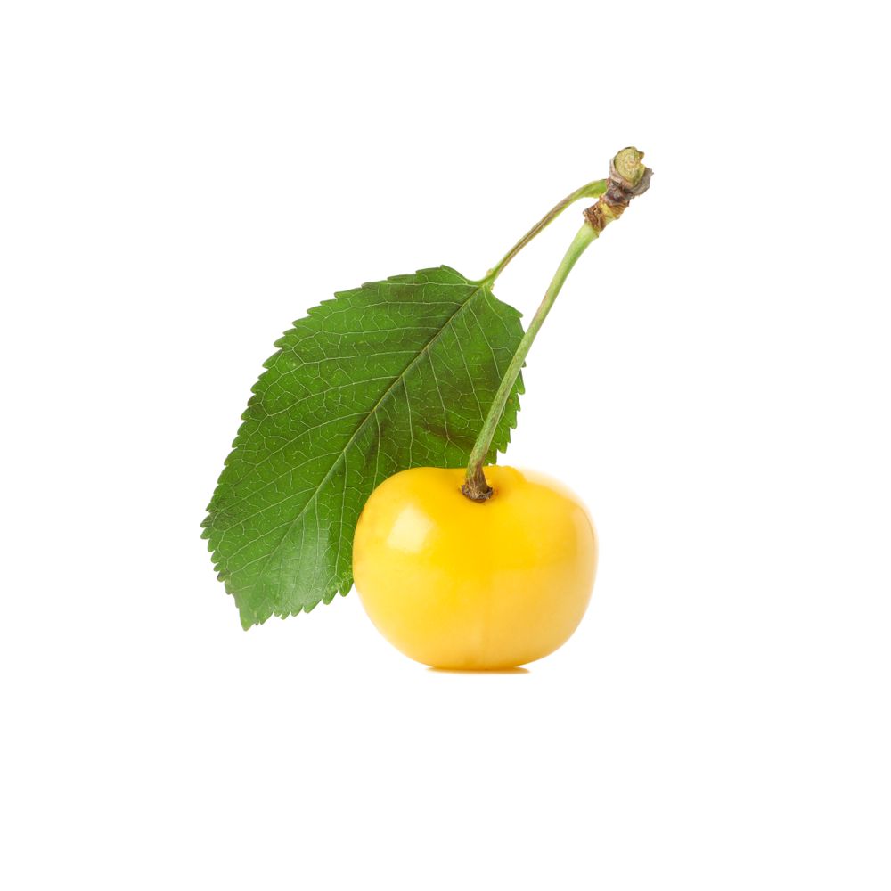 Fresh yellow cherry isolated on plain background