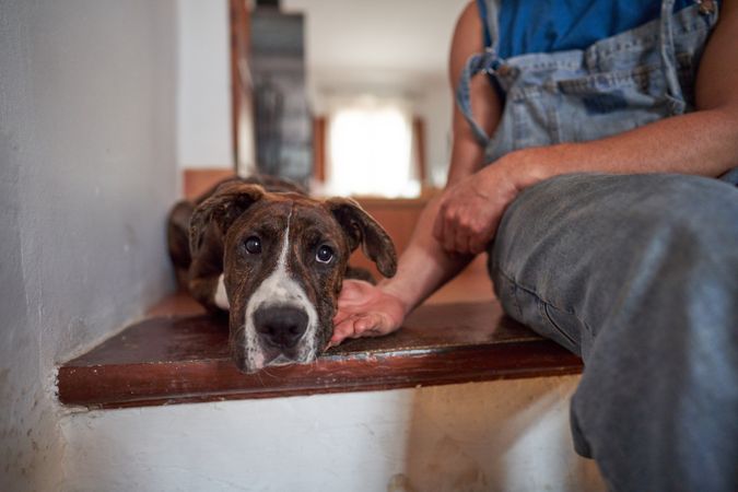 Crop man caressing dog at home