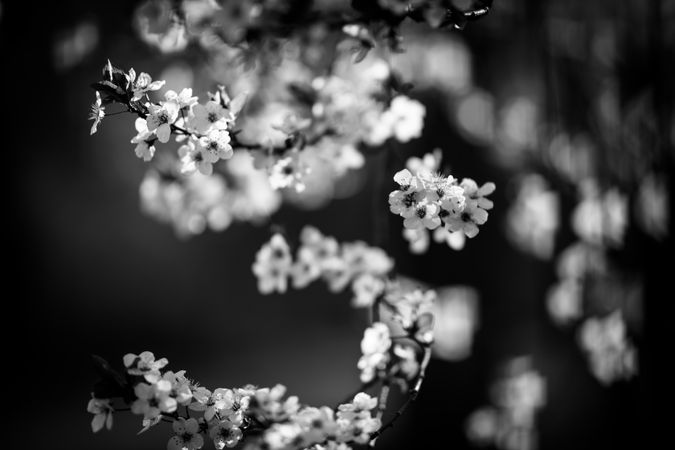 Monochrome shot of branch of flowers on a cherry blossom tree