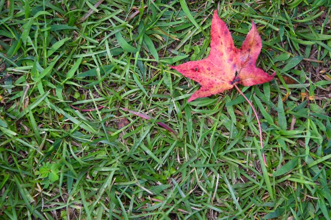 Red leaf on the right laying in grass