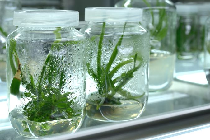Plant tissue culture