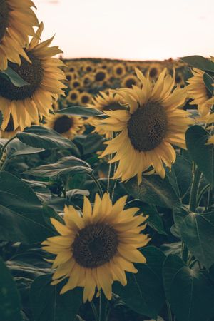 Sunflowers on background of blue sky