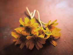 small sunflower background on the table