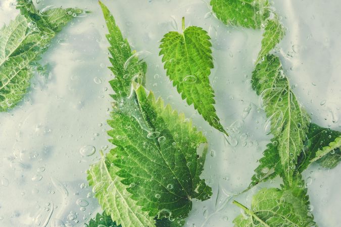 Nettle leaves submerged in clear water