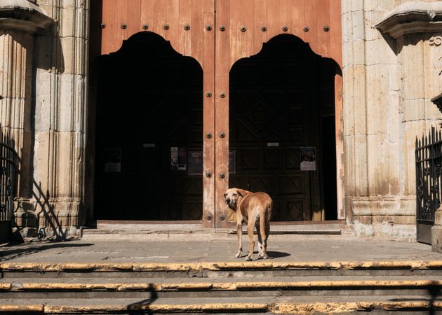 Dog looking around in front of large doors