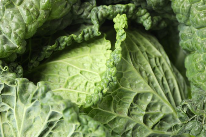 Green cabbage on whole background, close up