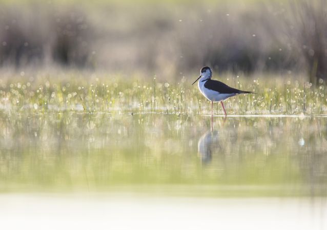Wild bird walking on water
