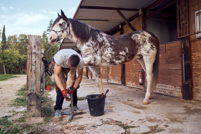 Farrier changing horseshoe in the stable