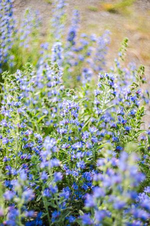 Wild flowering plant with blue flowers