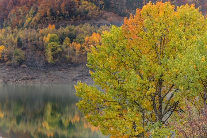 Golden tree by reflective river