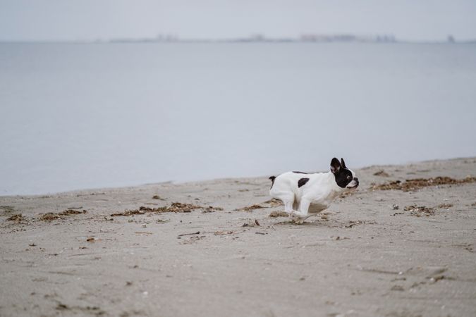 Dog running on beach near sea