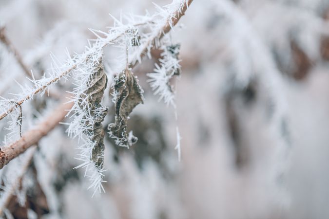 Dried leaves with frost