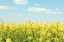 Beautiful rapeseed field. Amazing spring nature. Photo outdoor