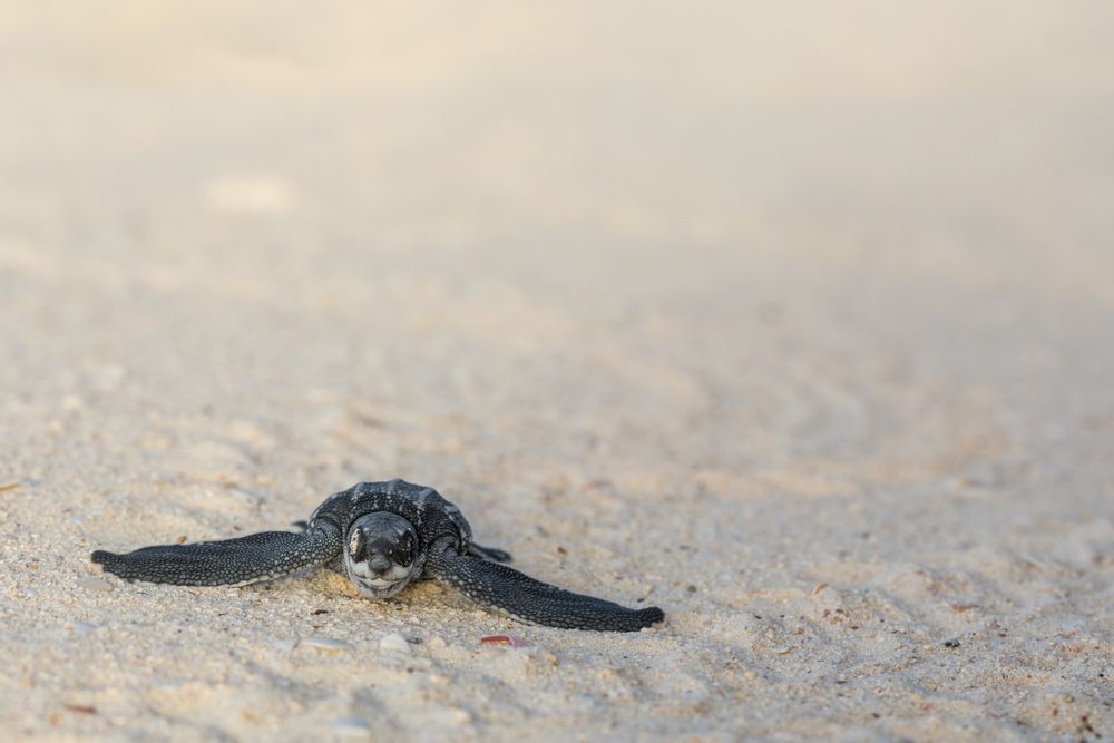 Baby turtle crawling on sand to water