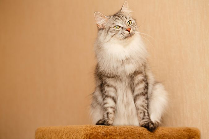 Elegant grey cat sitting on orange carpet