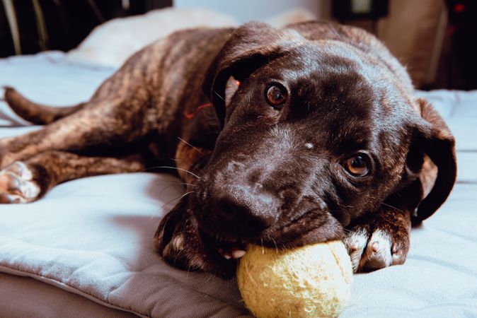 Charming playful dog with ball