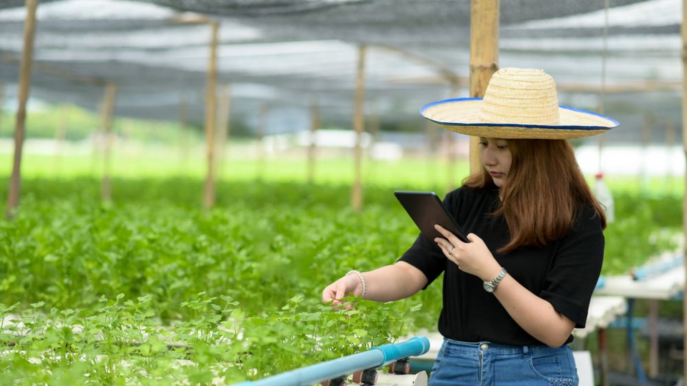 A woman farmer using a tablet is caring and inspecting vegetables in a greenhouse.