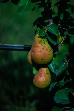 Pear fruit on a tree