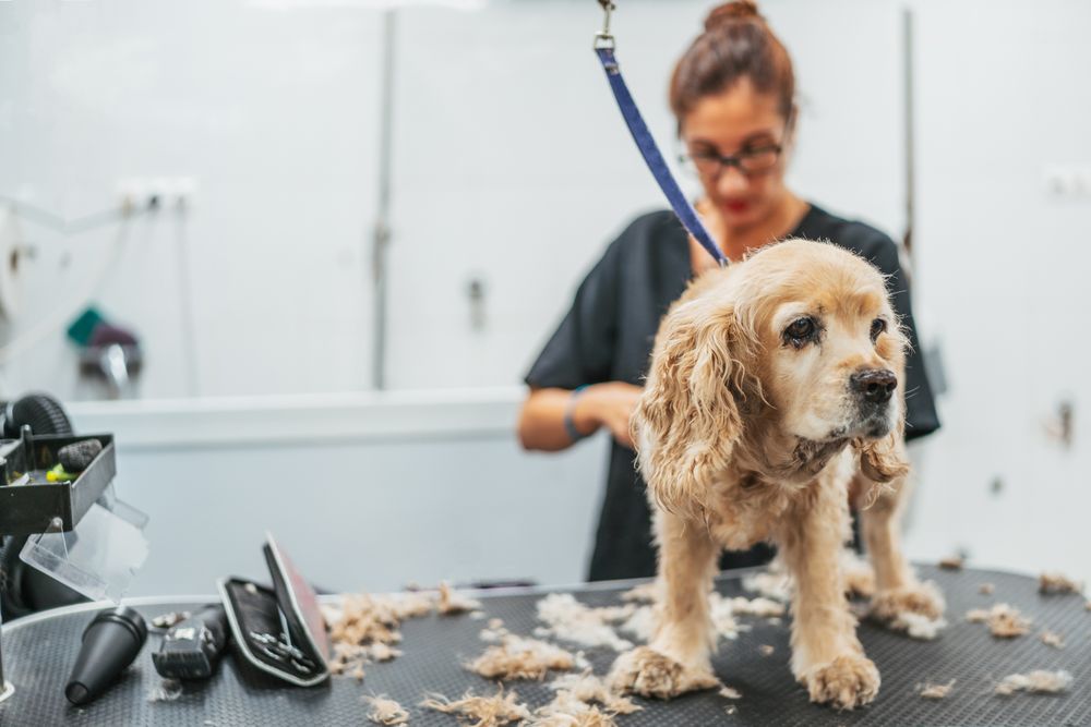 groomer shaving happy dog