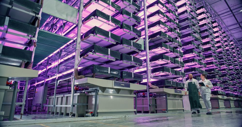Vertical Farm Operators Having a Conversation at Work while Walking in a Hall with Plants on a Rack. Workers Growing Sustainable Produce with an Industrial Scale Hydroponics System WIth UV Lightning