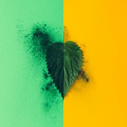 Nettle leaf with green dust on yellow and green background