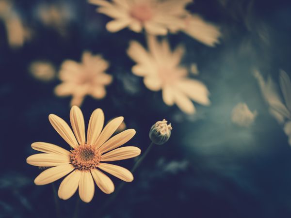 Pretty flower growing in garden