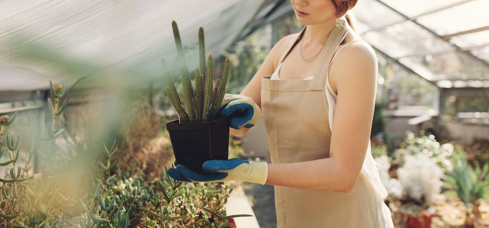Midsection of female gardener holding a potted cactus at plant nursery