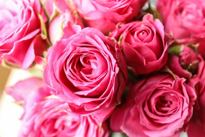Beautiful fresh pink roses as background, closeup