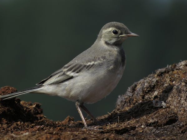 Bird photography on a clear day