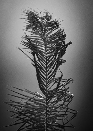 Monochrome shot of palm leaf