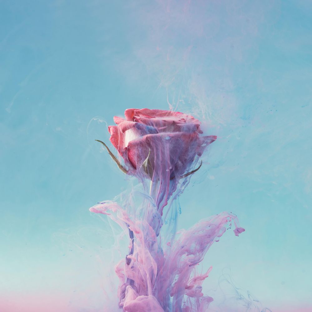 Pink rose flower with pastel violet ink