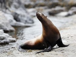 Steller Sea Lion, (Eumetopias jubatus), cow